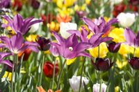 FL_Lily_Tulip_mix-scaled (1)